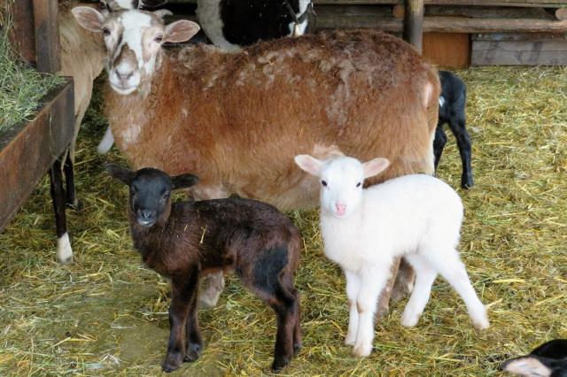 Cheyenne_%26_twin_ewe_lambs.JPG