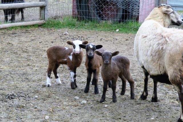Grey_BB_ram._ram._ewe.JPG